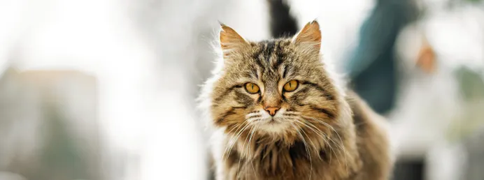 Un gato mayor en el exterior