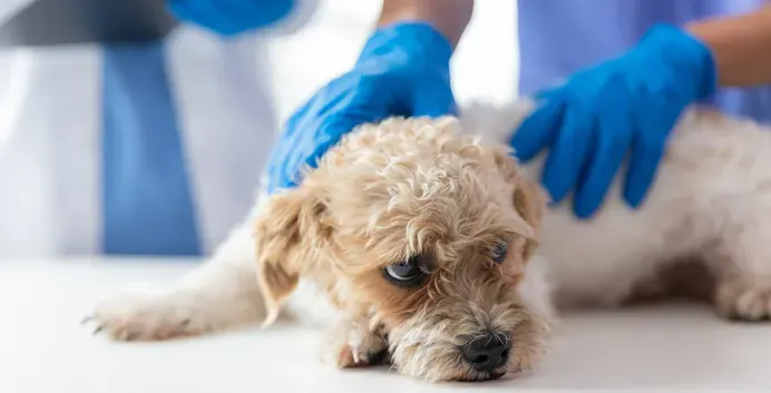 Un perro está recibiendo tratamiento en una clínica veterinaria.