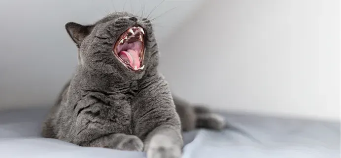Un gato está bostezando y mostrando los dientes.