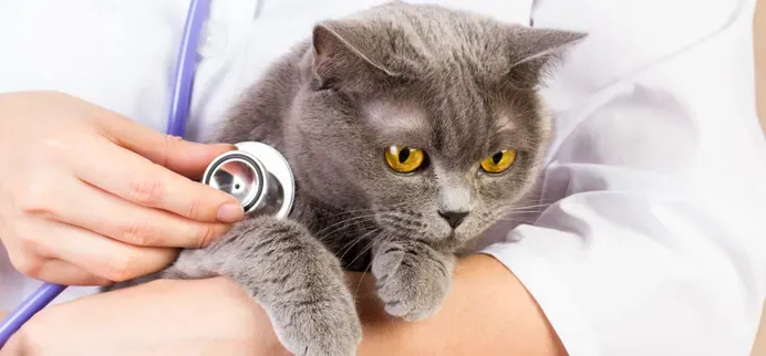 Un veterinario está examinando a un gato.