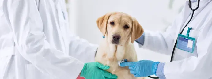 Un perro está siendo atendido en el servicio de urgencias de una clínica veterinaria.