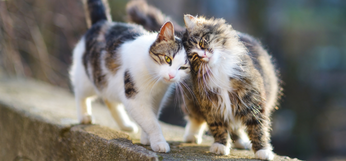 Dos gatos se acarician.