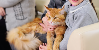 Un gato espera en la sala de espera del veterinario para recibir una vacuna de rutinaria.