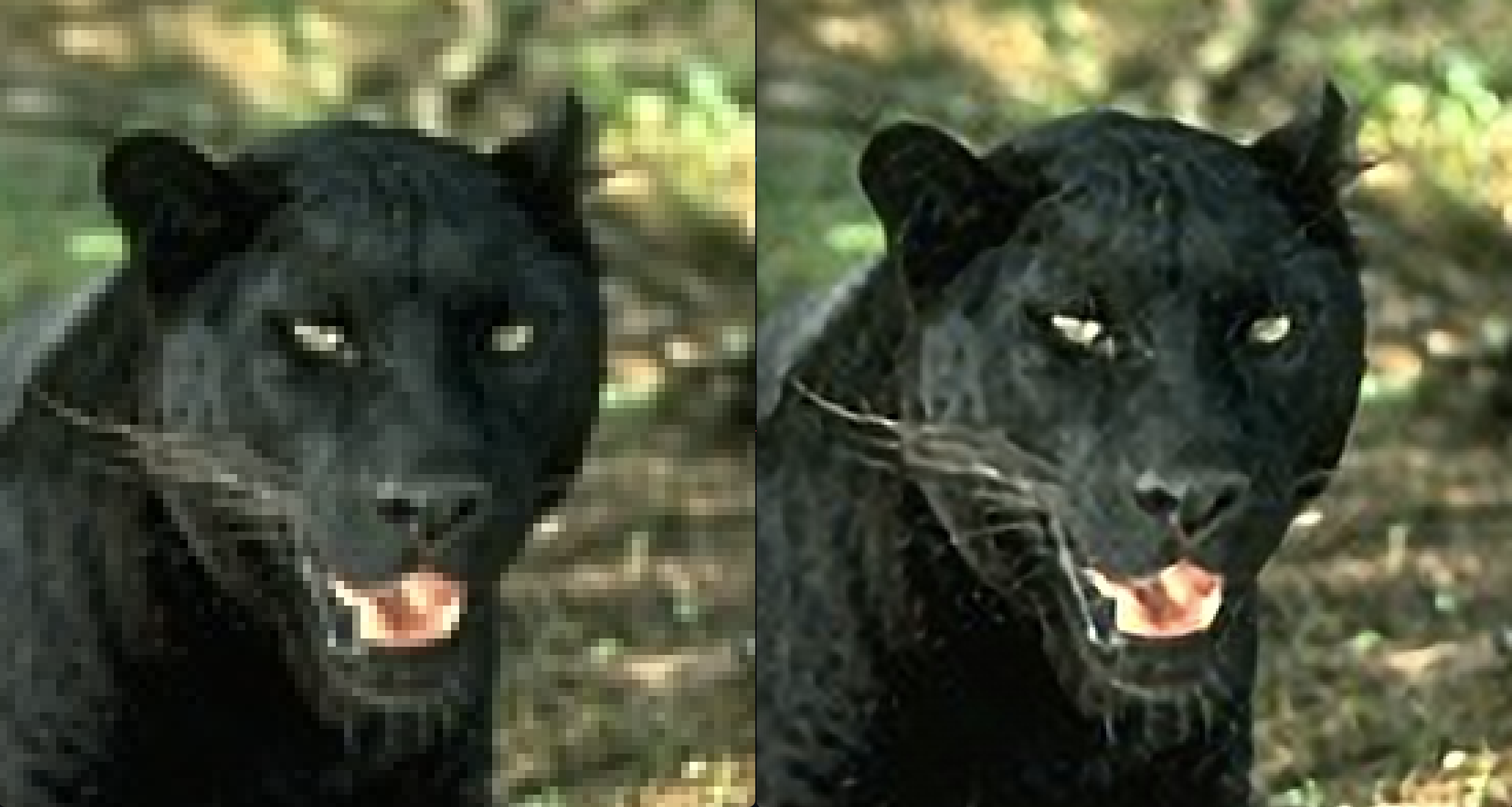 panther-side-by-side-1