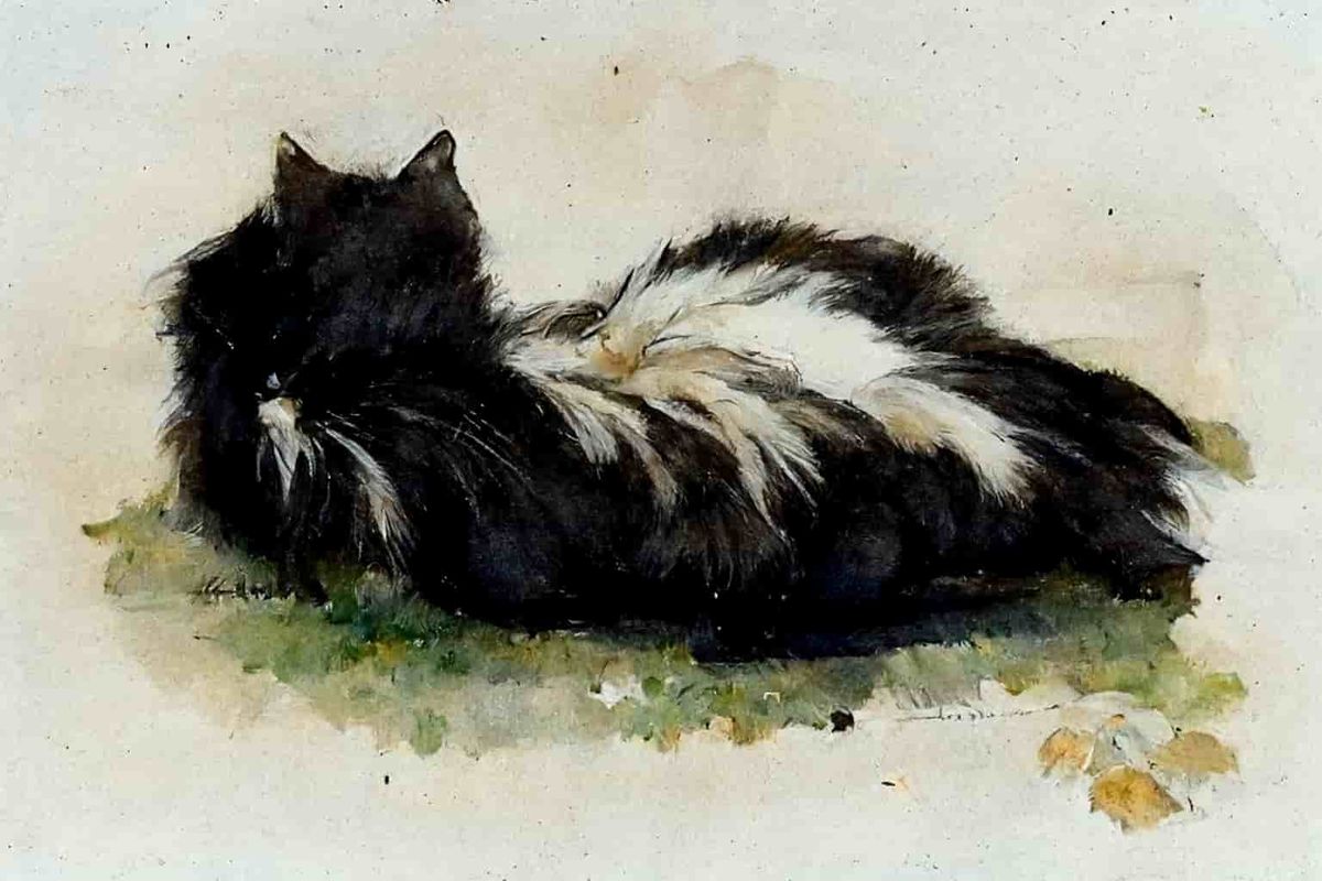Adopting a Cat