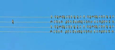 A picture of birds to convey Disruptive Innovation