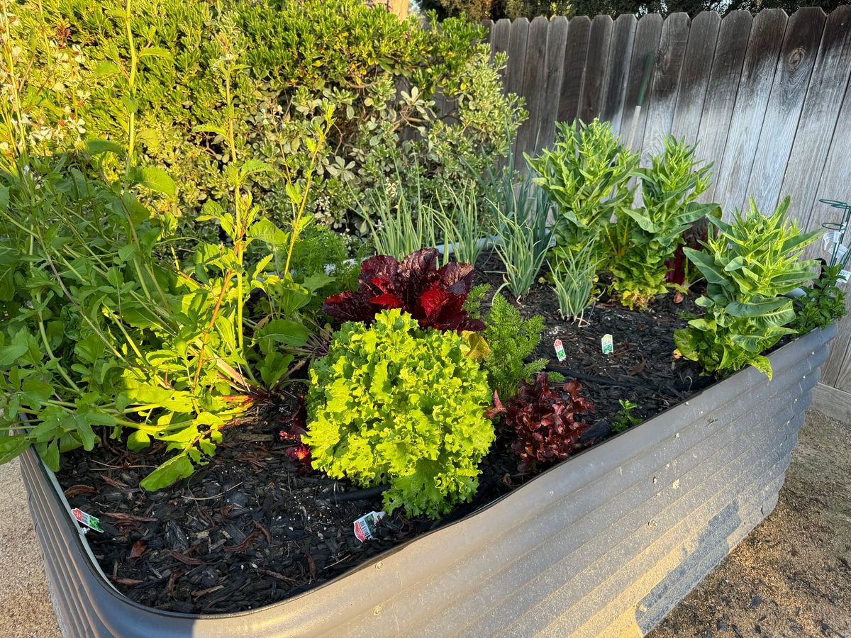 Newsletter: How to start growing stuff