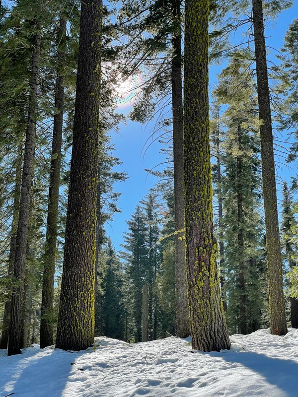 trees and snow in Yosemite national park