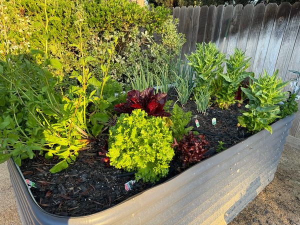 Newsletter: How to start growing stuff