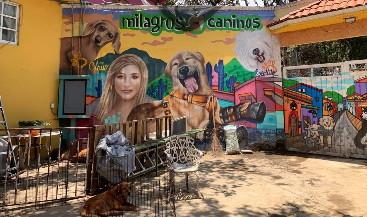 Andariego. La historia de Paty Ruiz y sus milagros caninos. Por Humberto Ríos Navarrete