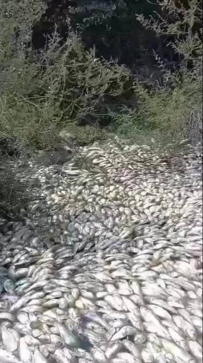 Salinidad, y no contaminación, origina de mortandad de peces en la Laguna Chairel–Camalote, en Tamaulipas
