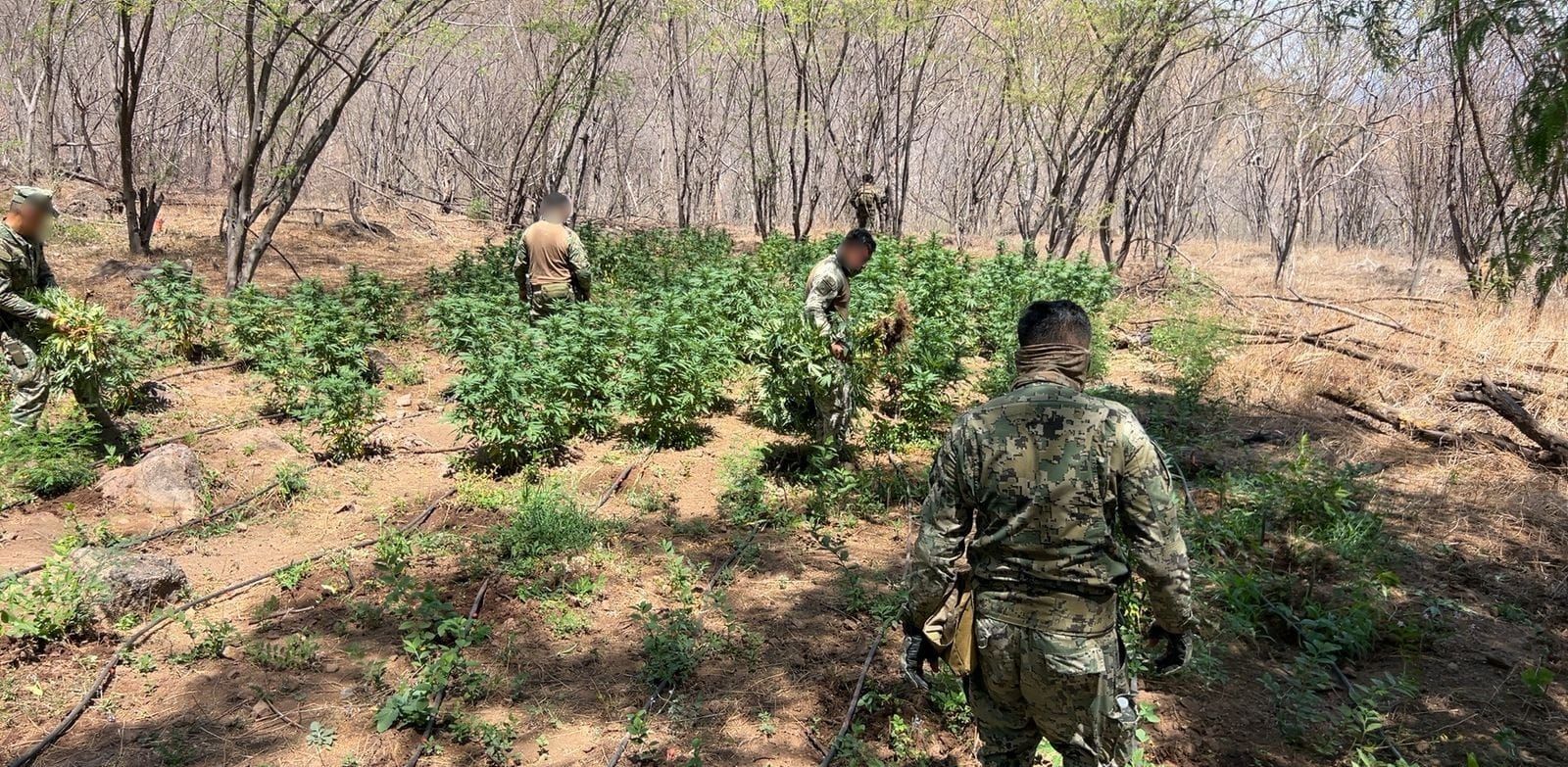 Localiza y destruye personal de Marina plantíos y secadero de mariguana en Culiacán