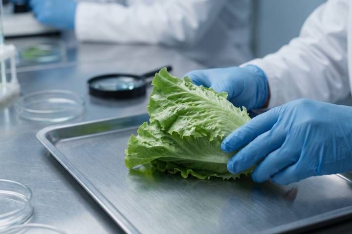 Pide Rubén Moreira comparecencia de titular de Sader por investigación de EU sobre lechuga mexicana