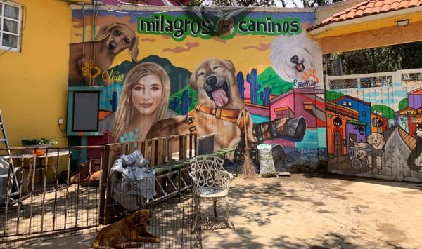 Andariego. La historia de Paty Ruiz y sus milagros caninos. Por Humberto Ríos Navarrete