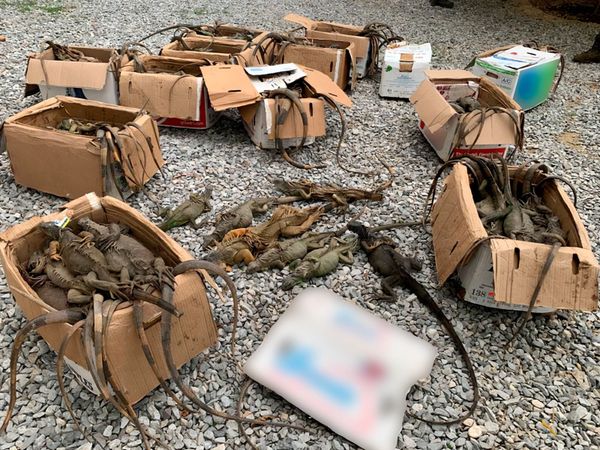 Rescatan 192 iguanas verdes transportadas en autobús, en Oaxaca