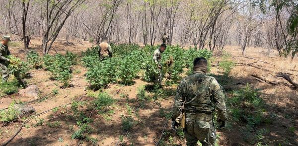 Localiza y destruye personal de Marina plantíos y secadero de mariguana en Culiacán