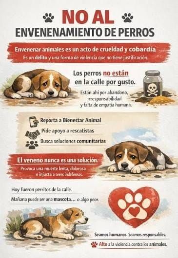 Exige diputada Fuensanta Guerrero investigar y castigar envenenamiento masivo de perros y gatos en Zacatecas