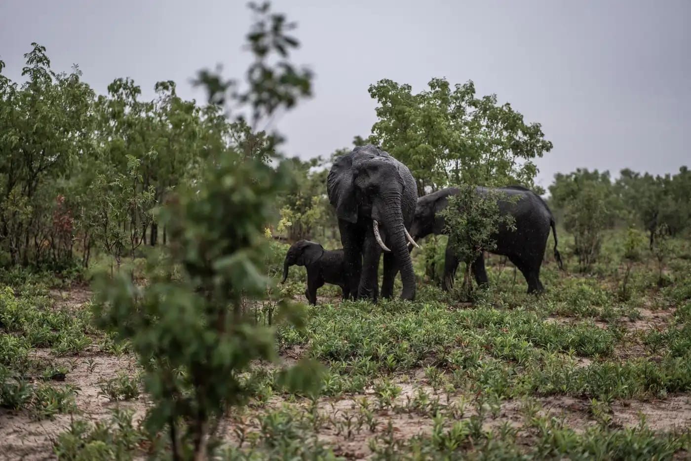 Drought Forces Zimbabwe to Begin Culling Elephants for Meat as Famine Looms