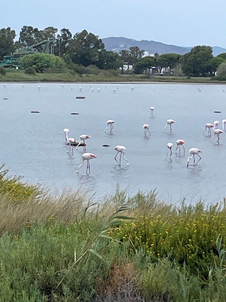 🎀🌺🐷La vie en rose, mais pas trop