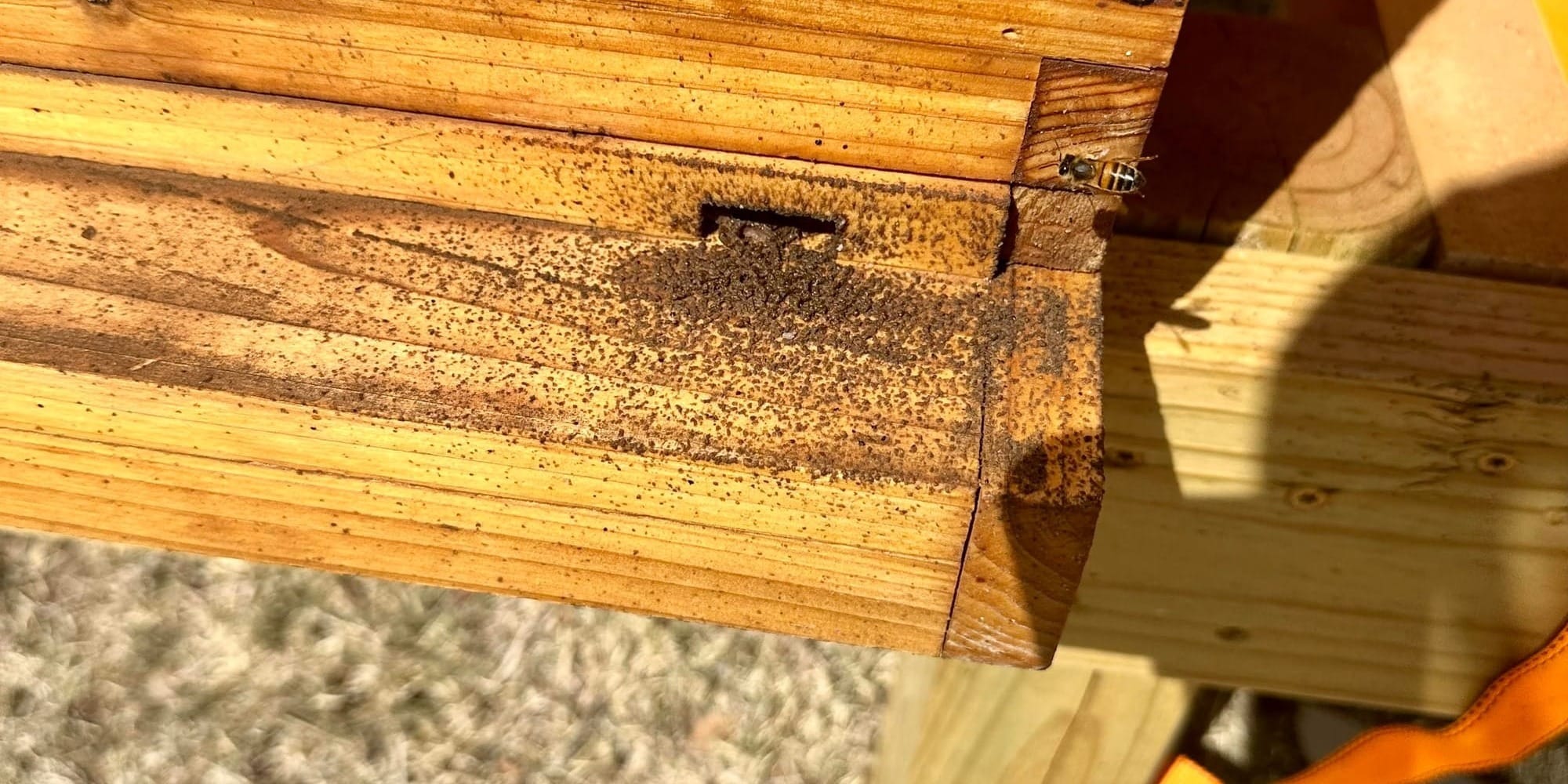 Unusual debris at the entrance to the beehive