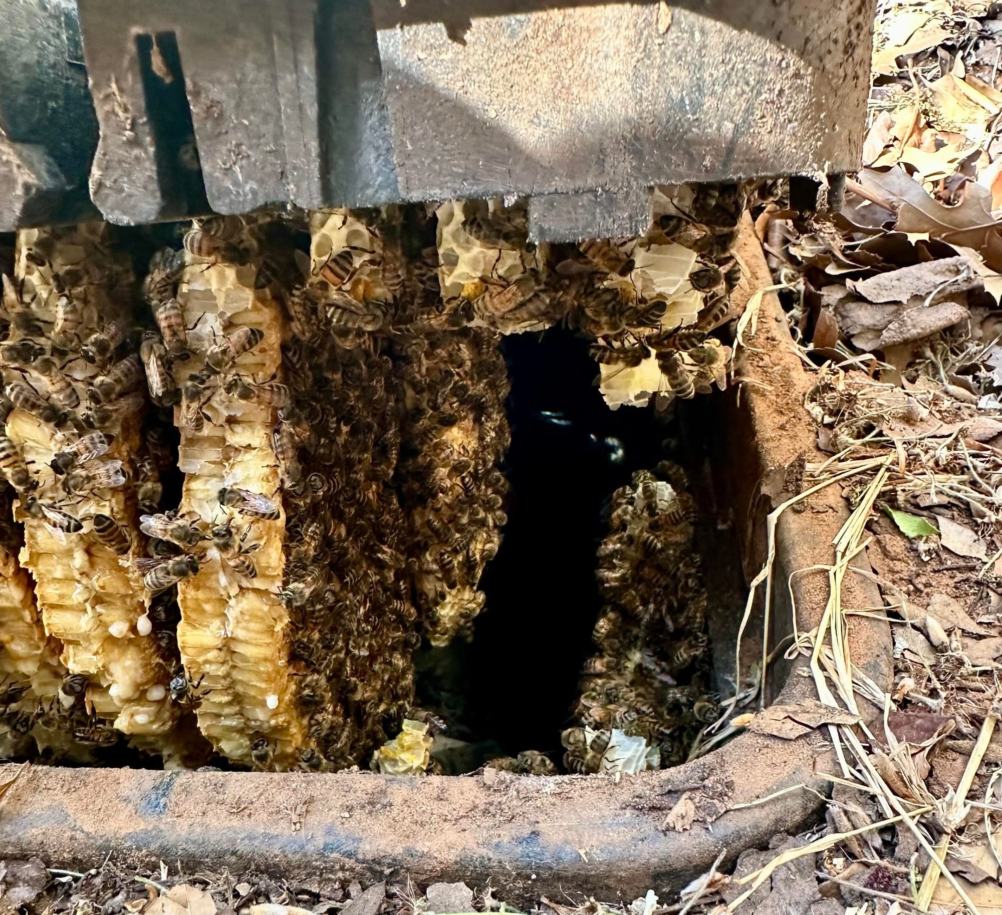 The amount of bees and honeycomb suggests this has been their home for some time.