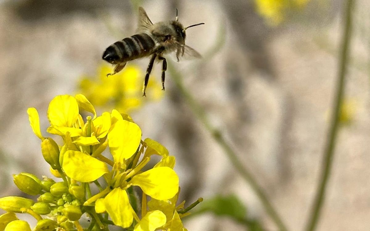 Beekeeping Highs and Lows