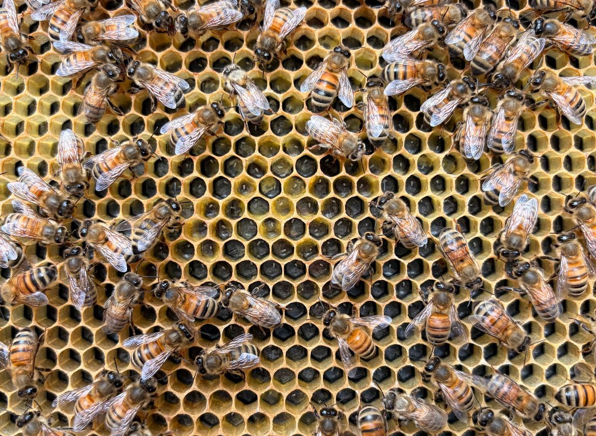 Beekeeping Is An Adventure