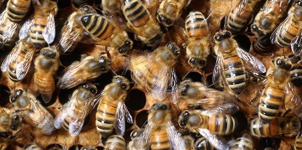 Learning the Language of Bees
