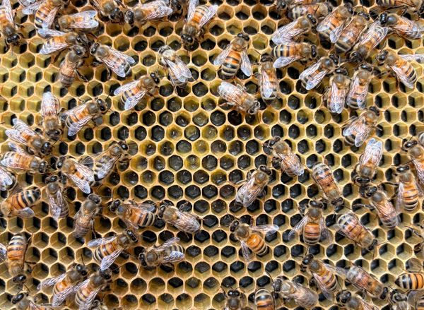 Beekeeping Is An Adventure