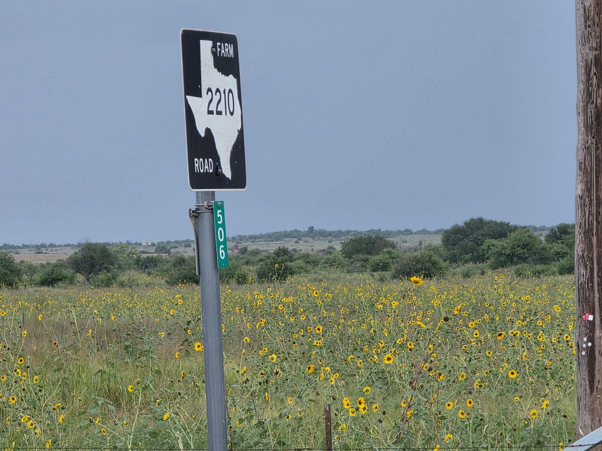 Farm Road 2210 sign and rural address marker beside a field of yellow wildflowers in Jack County beneath a cloudy sky.