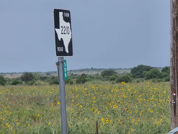 Farm Road 2210 sign and rural address marker beside a field of yellow wildflowers in Jack County beneath a cloudy sky.