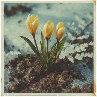 Ostara: The World Awakes (finally!)