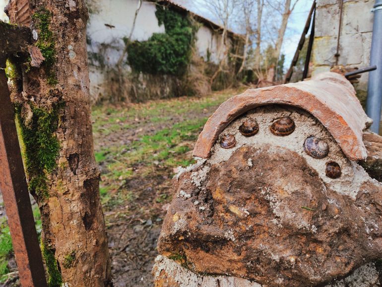 Snail Gate / Workaway Diaries