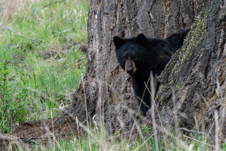 Bear guys and wolf guys