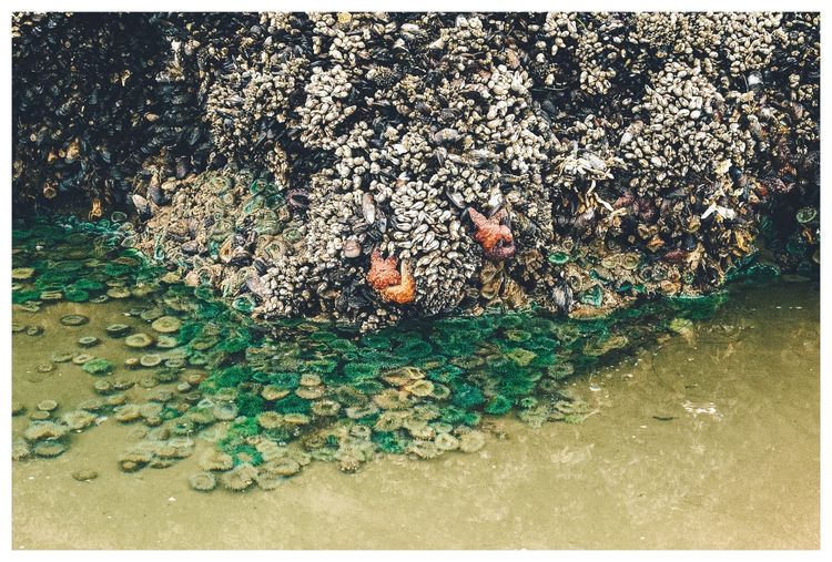 Minus Tide