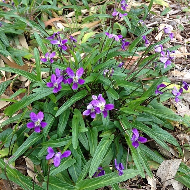 Showy Violet (Viola betonicifolia) flowering its head off in Wollongong Botanic Garden