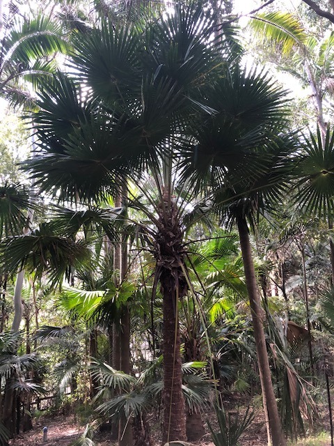Tree of the Month: Cabbage Tree Palm