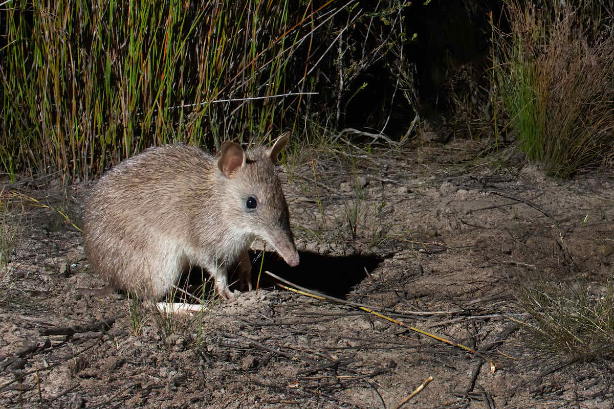 A long-nosed bandicoot, photographed in Sydney. By JJ Harrison - Own work, CC BY-SA 3.0, https://commons.wikimedia.org/w/index.php?curid=112334684