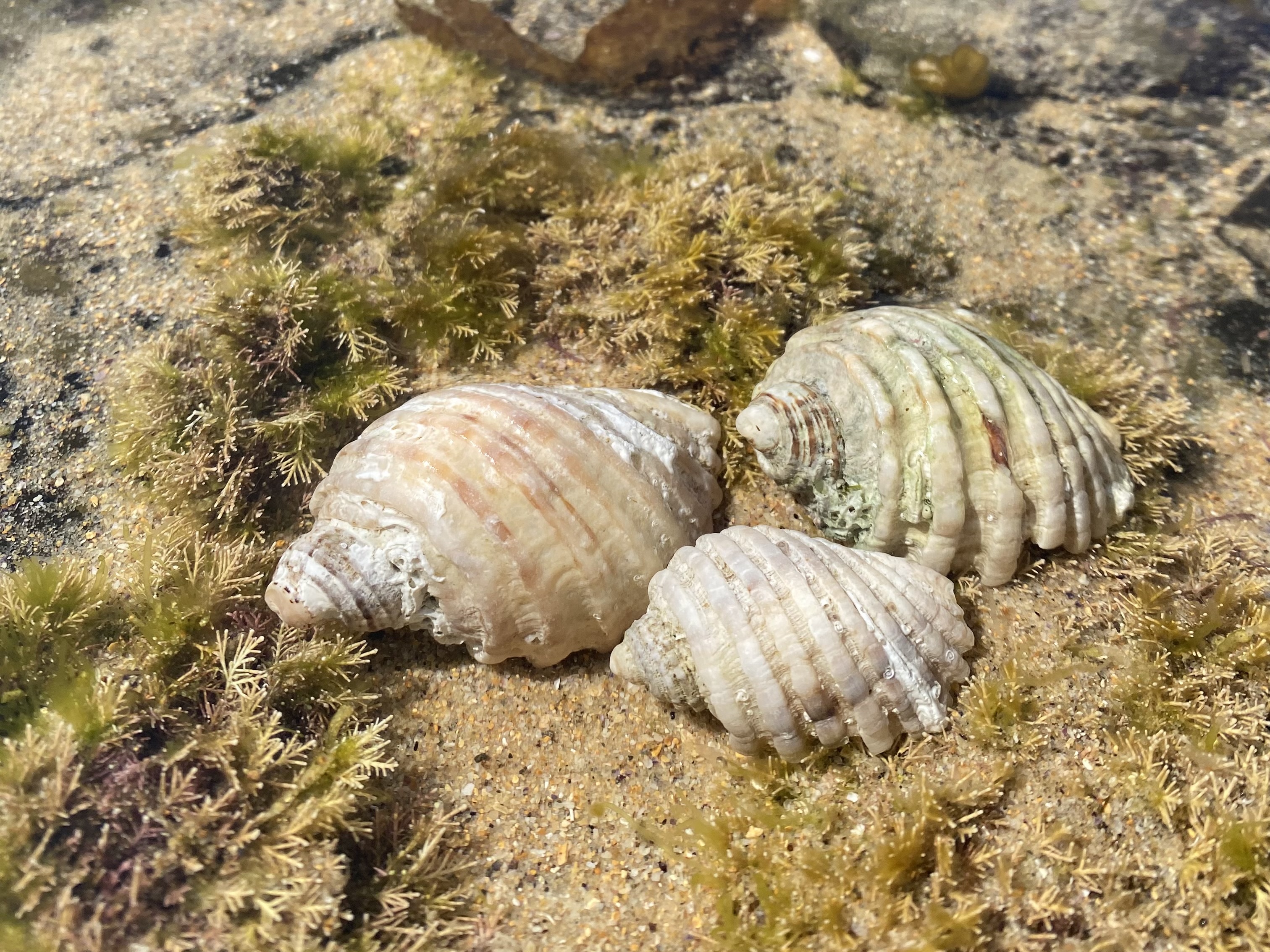 The cart-rut shell: a common local you’ve definitely seen before