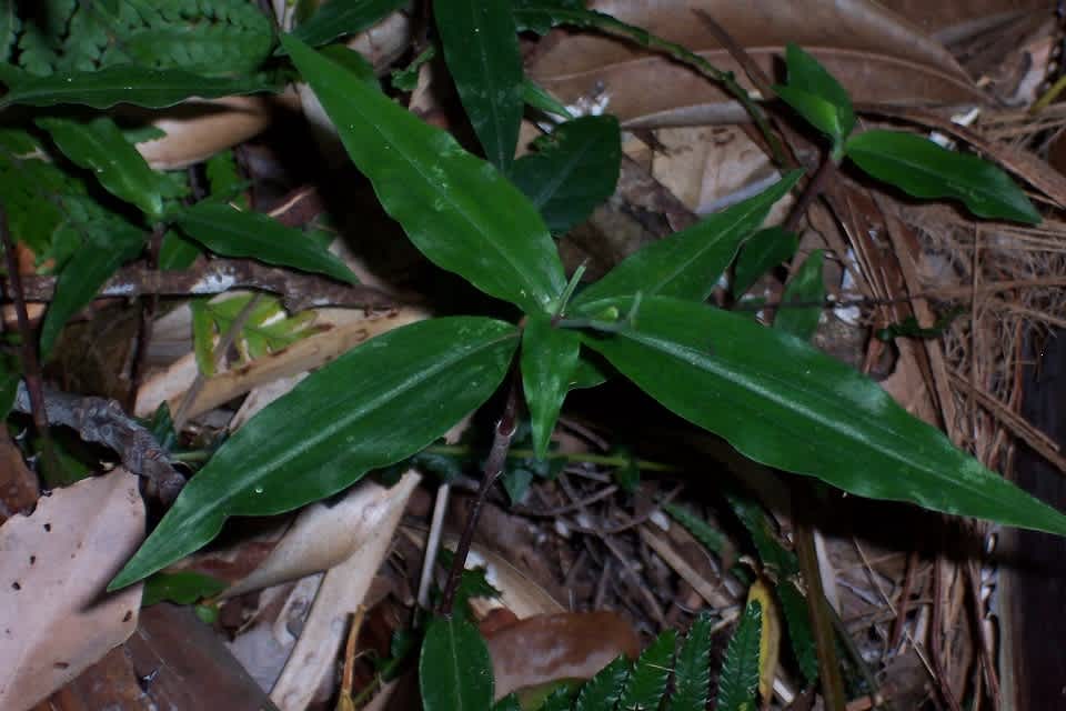 Aneilema acuminatum leaves are narrow-ovate to lanceolate, and generally have a narrower appearance than Trad's. Image by Barry Ralley. All rights reserved. 