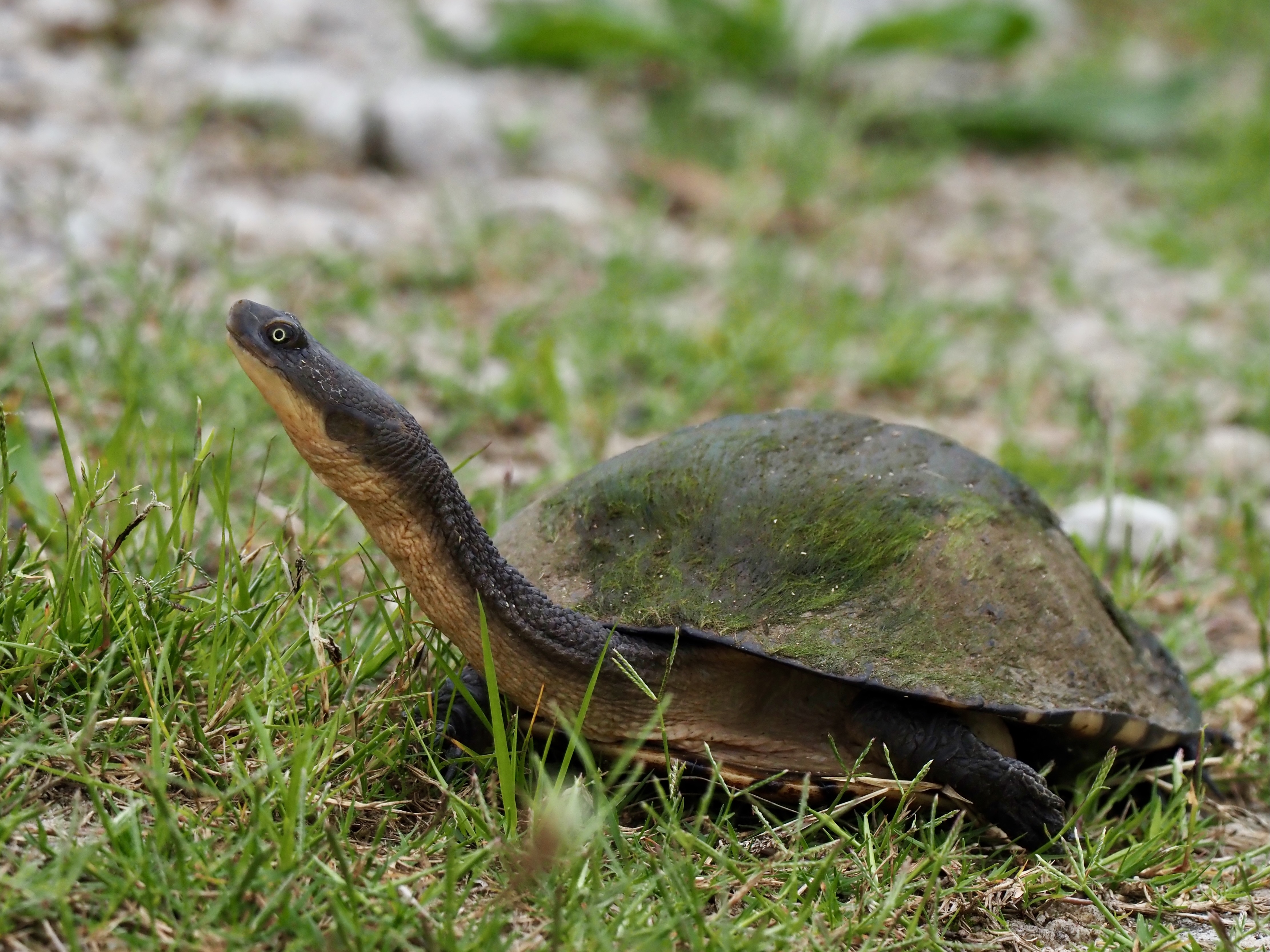 Nature Notes: Turtle eggs and Flying Fox pups