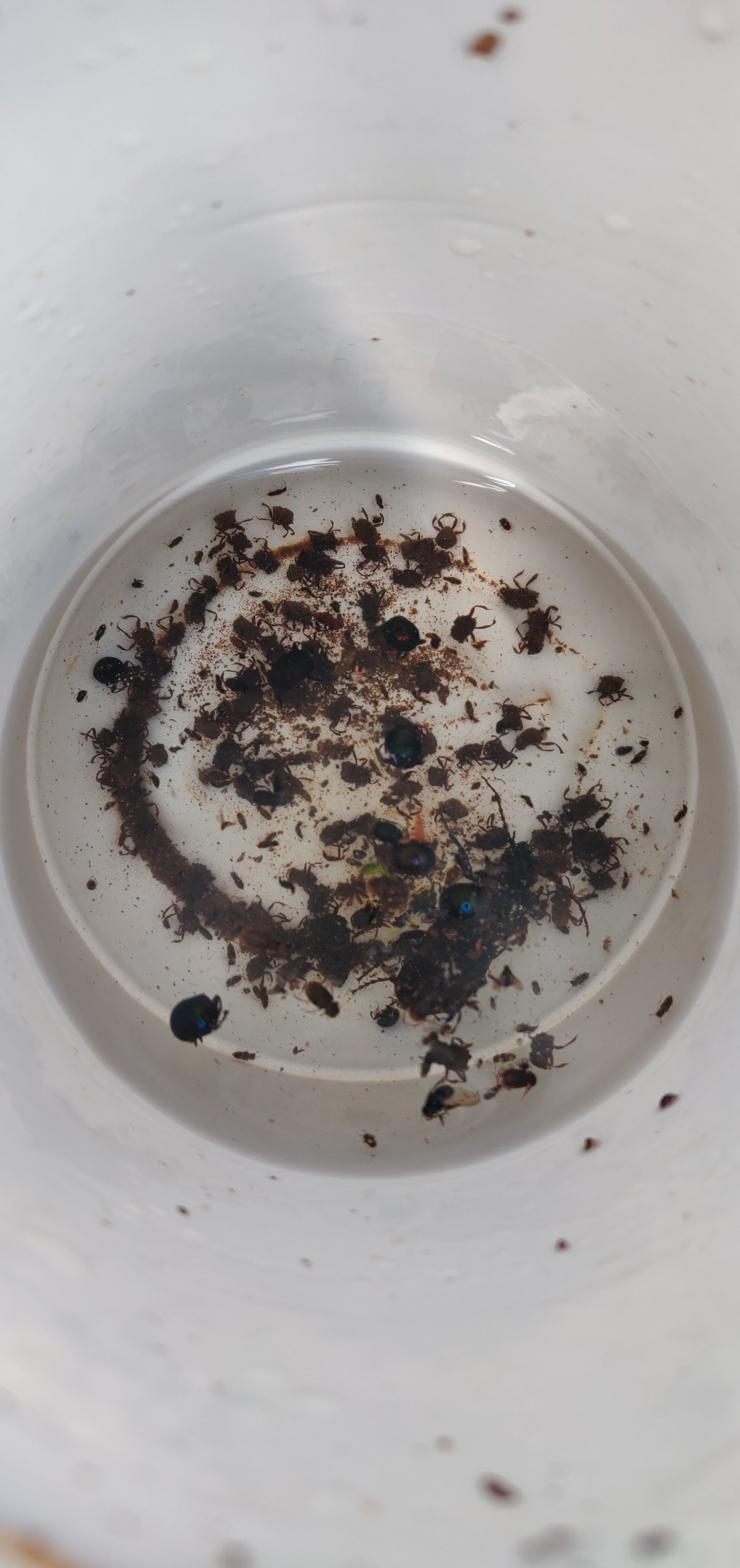 Beetling About: Mysteries of the organism