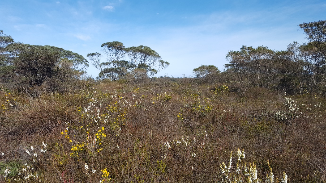 Beetling About in Scotland and the Sydney Basin