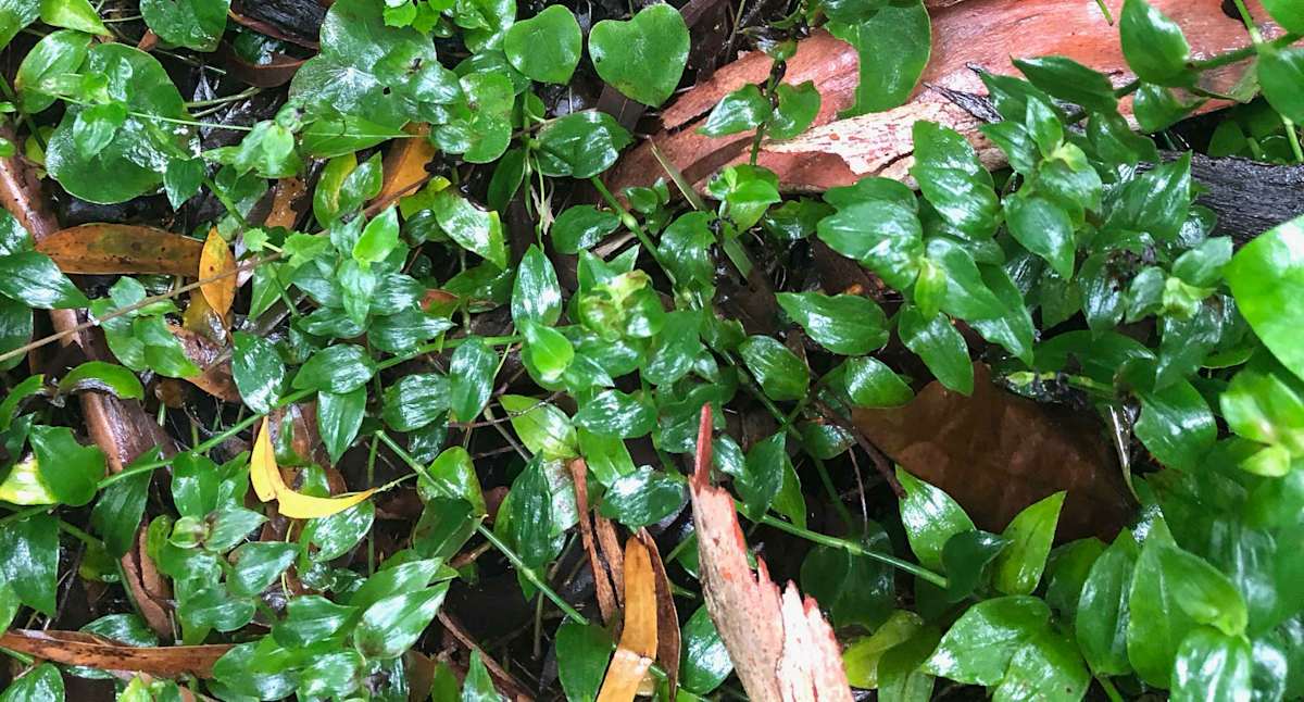 The leaves of Trad (Tradescantia fluminensis) are often (but not always) darker than those of Commelina. There's often a purple tinge to their underside. And they're ovate-lanceolate, while Commelina leaves are narrow-ovate to ovate. Image by Emma Rooksby.