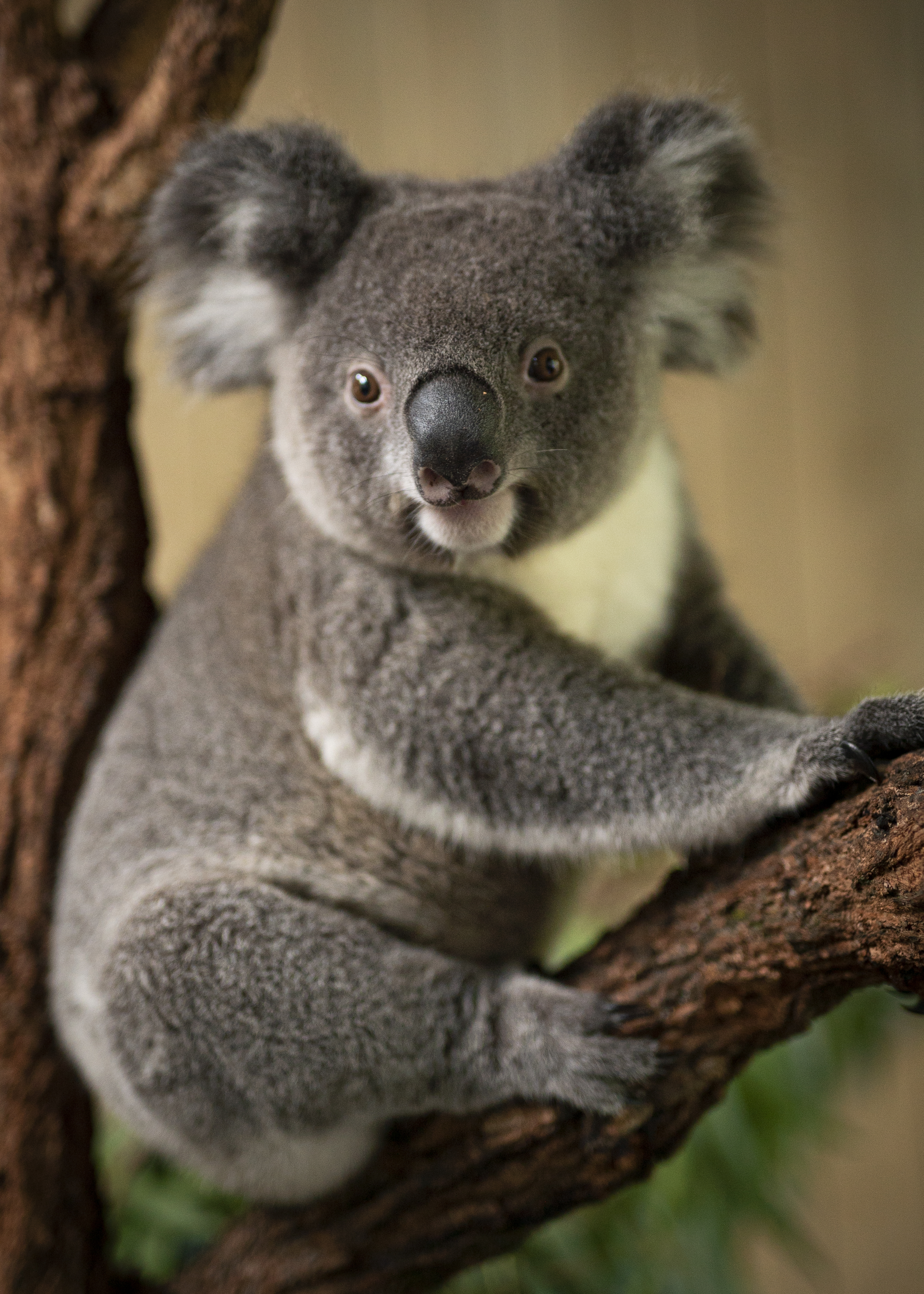 Help plant trees for koalas  post image