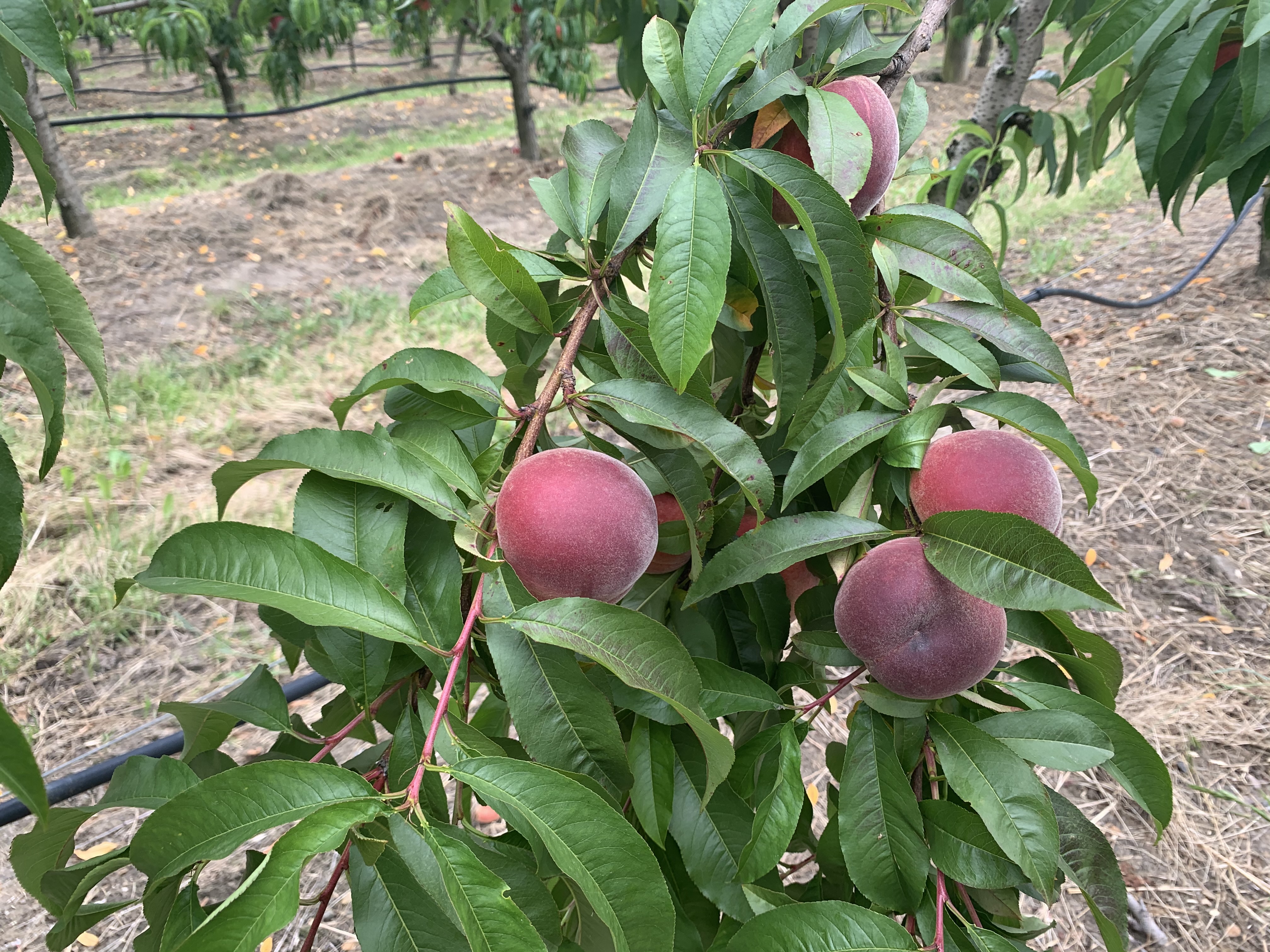 Everything peachy at Glenbernie Orchard
