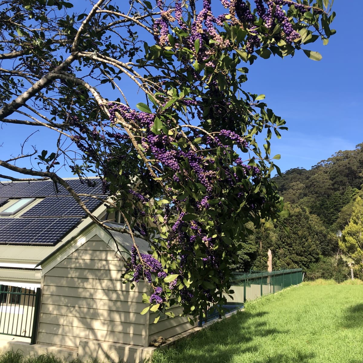 The fruit of Brush Muttonwood grow along the smaller branches, like bubbly purple leg warmers. Image by Emma Rooksby. 