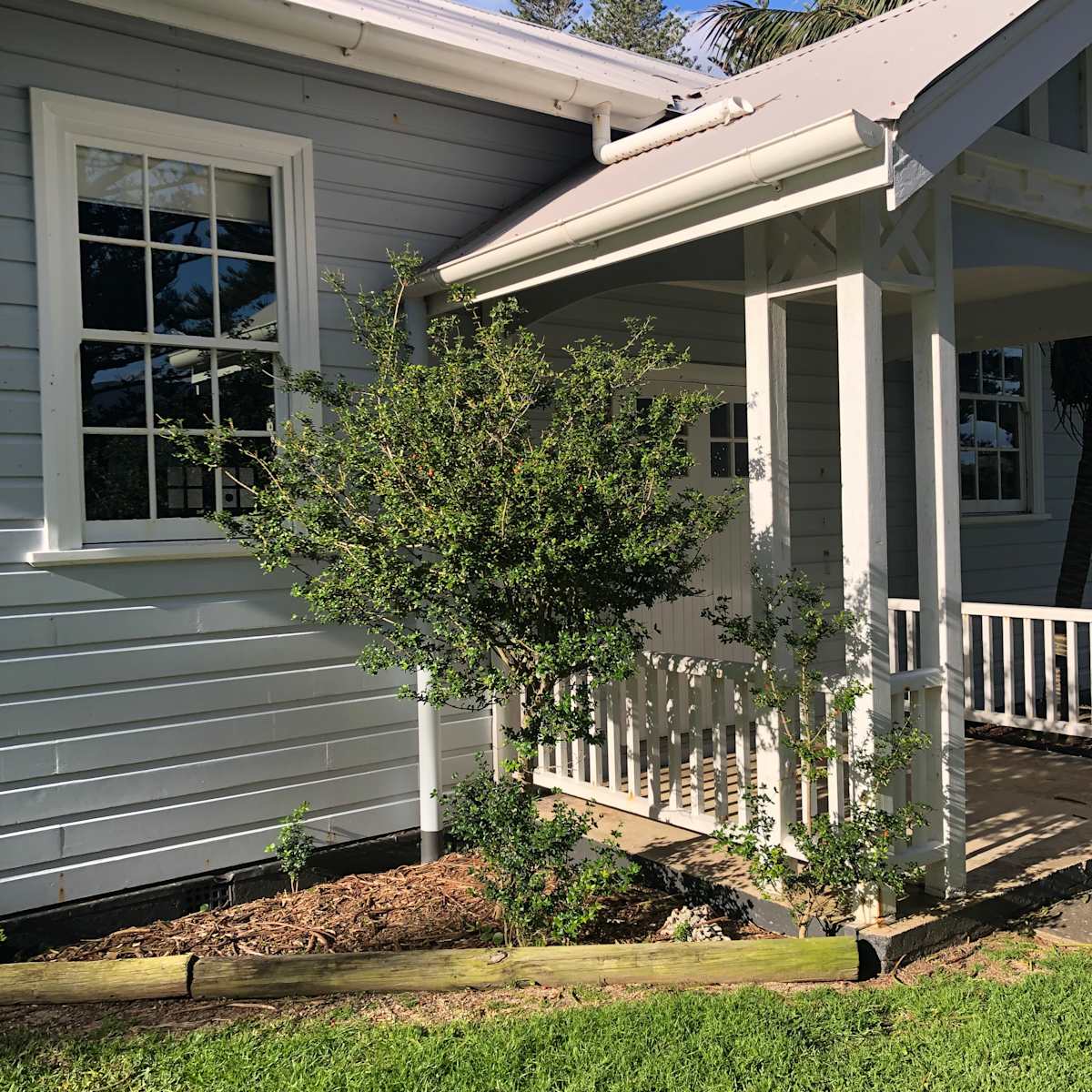 Prickly Alyxia (Alyxia ruscifolia), growing well and fruiting nicely in the urban part of Lord Howe Island. This plant was growing against a west-facing wall, on sandy soil, and apparently receiving little in the way of formal attention beyond perhaps a bit of pruning around the main stem. Similar-sized plants were present all around the island, on sandy and volcanic soils, mostly in the lowland forest but also present on the hills around the island. Image by Emma Rooksby..