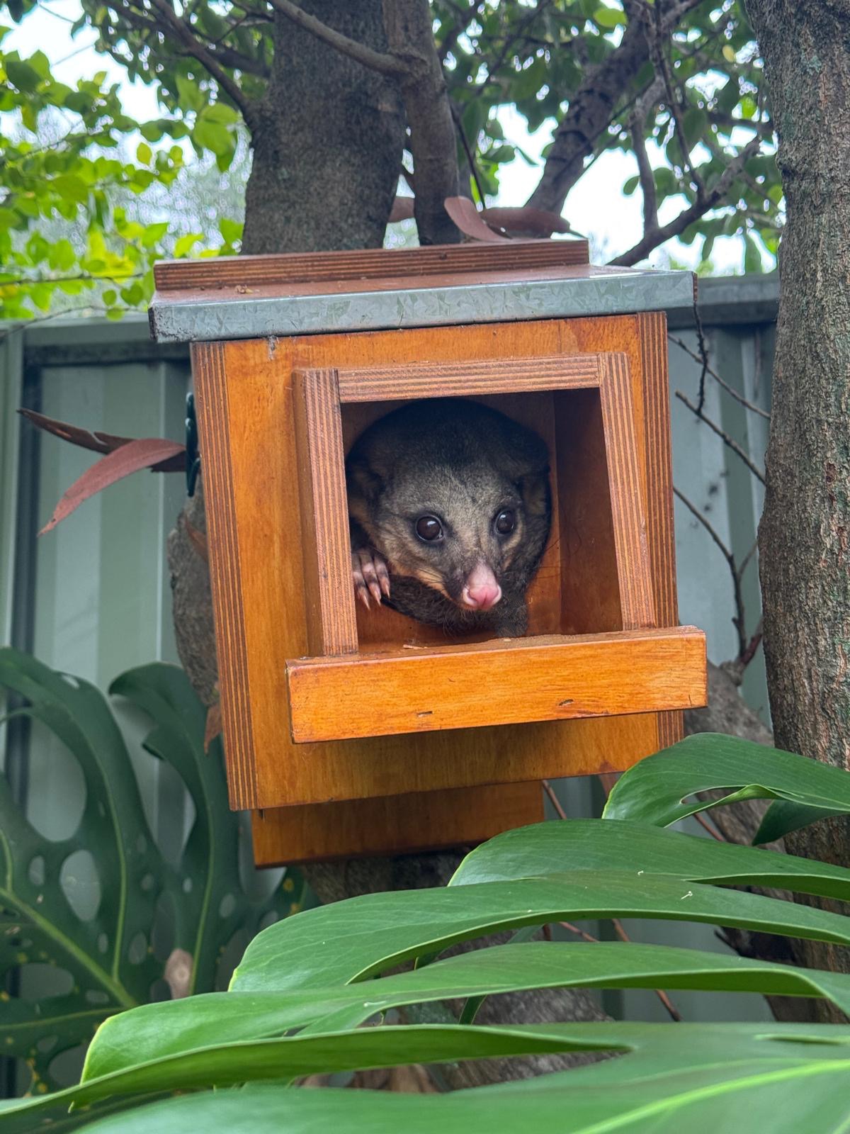 We need to talk about outdoor cats  post image