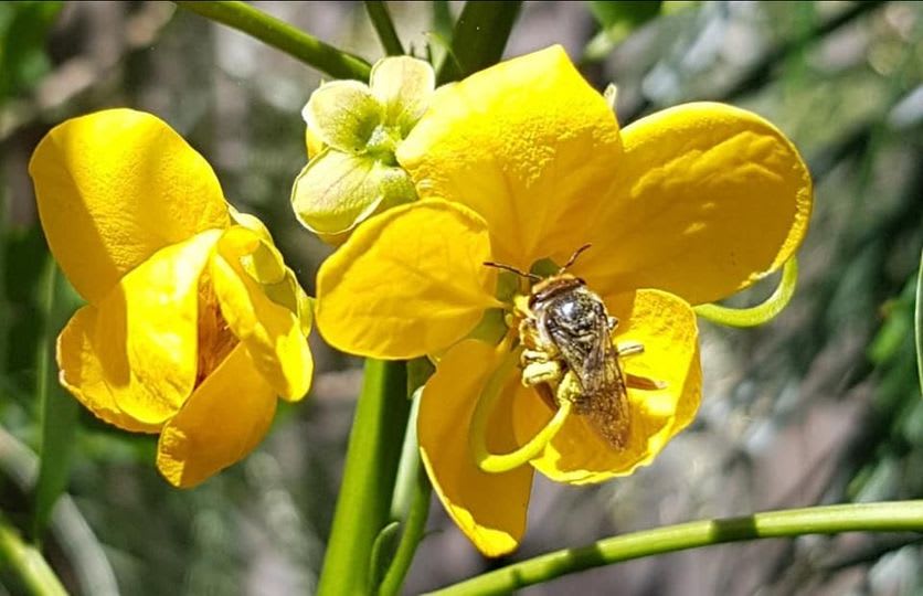 The bright yellow flower of Rainforest Senna (Senna acclinis) is appealing to humans and to bees alike. This flower has attractive a native bee Lipotriches australasica which is most likely pollinating this threatened species. Image by Elena Martinez. 